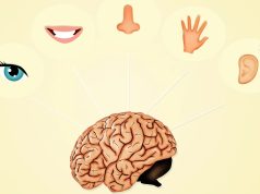 Экспериментальная технология способна заменить утраченное обоняние осязанием