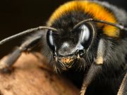 Шмели умеют «заражать» друг друга оптимизмом