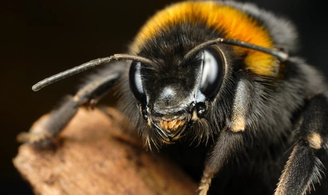 Шмели умеют «заражать» друг друга оптимизмом
