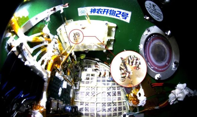 На китайской космической станции «Тяньгун» вывели бабочку в условиях невесомости