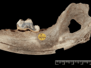 Собаки сопровождают человека уже 14 тысяч лет