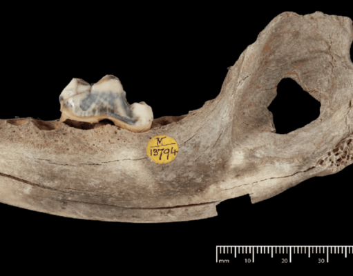 Собаки сопровождают человека уже 14 тысяч лет