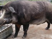 Одичавшие свиньи с заброшенных ферм Фукусимы переписывают представления ученых о генетике