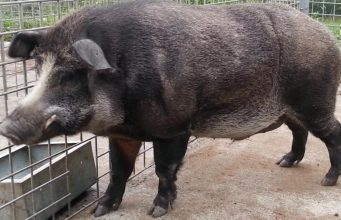 Одичавшие свиньи с заброшенных ферм Фукусимы переписывают представления ученых о генетике