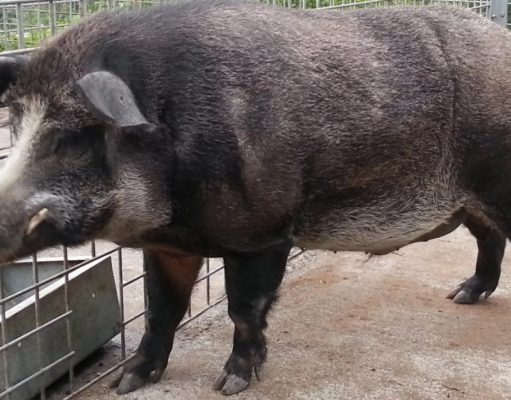 Одичавшие свиньи с заброшенных ферм Фукусимы переписывают представления ученых о генетике